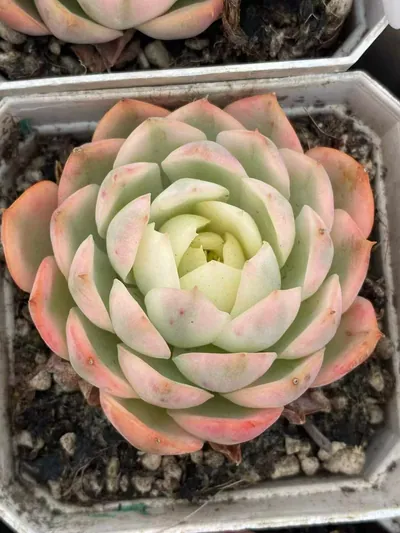 Pink Crystal Variegated — photo 6 of 6