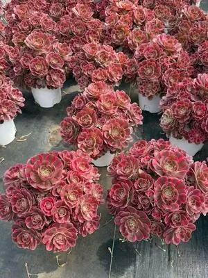 Aeonium 'Pink Lady' Old Stem, Large Cluster — wholesale Aeonium from Yunnan, China