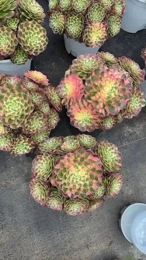 Aeonium Aeonium 'Pink Poseidon' succulent — wholesale export from Yunnan, China