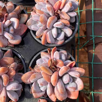 Pink Rabbit Cluster — wholesale Echeveria from Yunnan, China