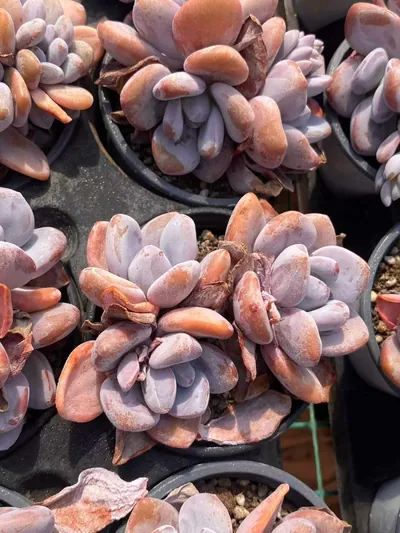 Pink Rabbit Cluster — photo 2 of 6