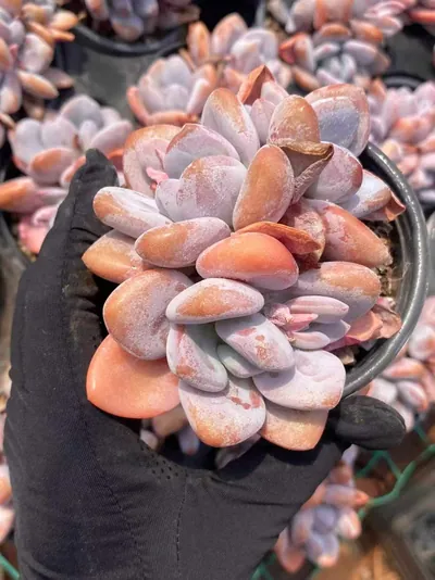 Pink Rabbit Cluster — photo 3 of 6