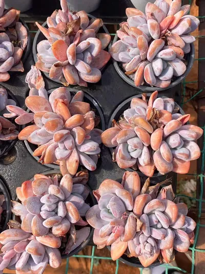Pink Rabbit Cluster — photo 4 of 6