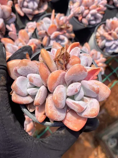 Pink Rabbit Cluster — photo 5 of 6