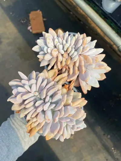 Pink Rabbit Crested — photo 2 of 4