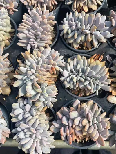 Pink Rabbit Crested — photo 3 of 4