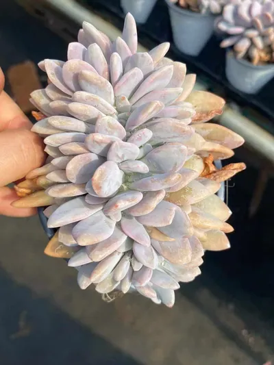 Pink Rabbit Crested — photo 4 of 4