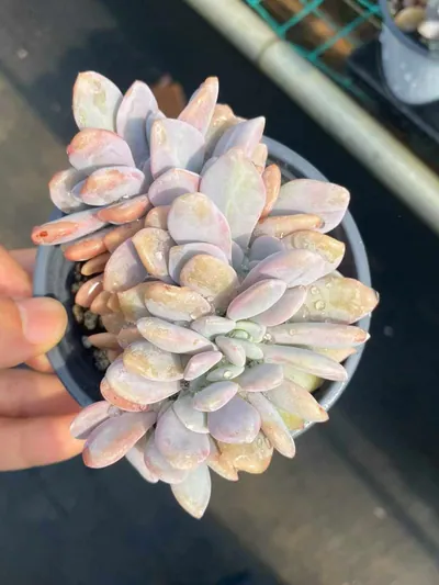 Echeveria Pink Rabbit Crested succulent — wholesale export from Yunnan, China