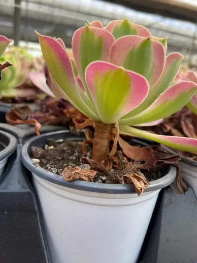 Pink Witch — wholesale Echeveria from Yunnan, China