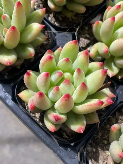 Echeveria Poppy Beauty Single succulent — wholesale export from Yunnan, China