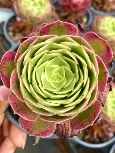 Echeveria Poseidon succulent — wholesale export from Yunnan, China