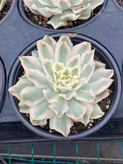Purple Butterfly Variegated — wholesale Echeveria from Yunnan, China