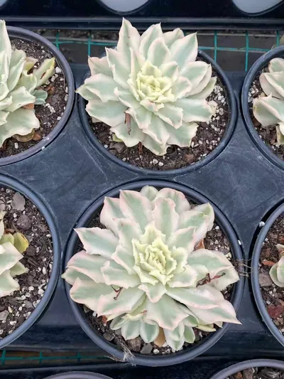 Purple Butterfly Variegated — photo 2 of 6