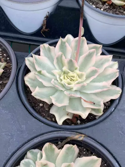Purple Butterfly Variegated — photo 3 of 6