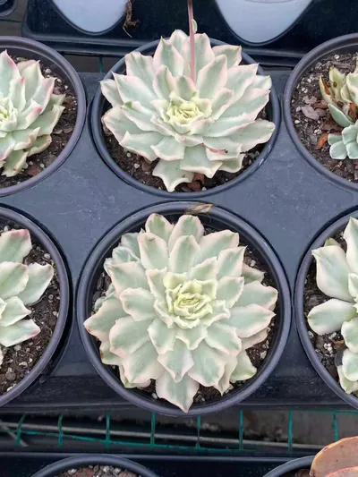 Purple Butterfly Variegated — photo 4 of 6