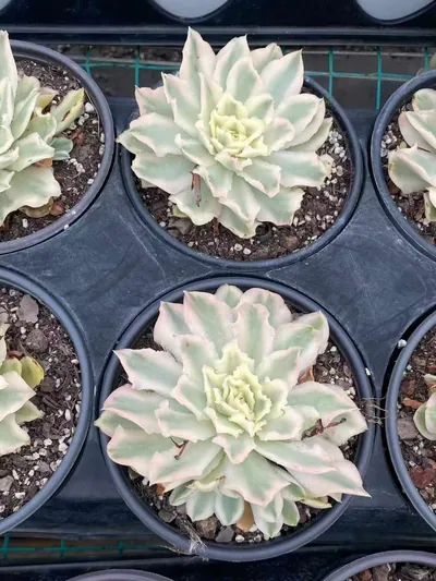 Purple Butterfly Variegated — photo 6 of 6