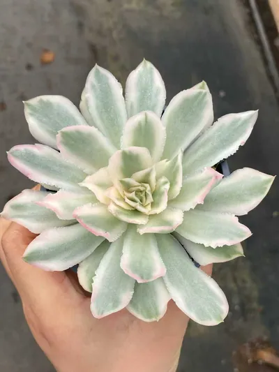 Purple Butterfly Variegated Single — wholesale Echeveria from Yunnan, China