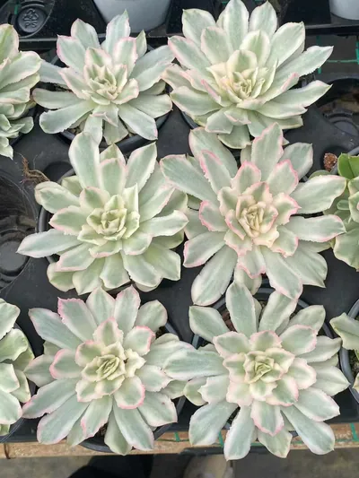 Purple Butterfly Variegated Single — photo 2 of 5