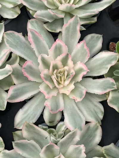 Purple Butterfly Variegated Single — photo 3 of 5