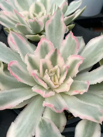 Purple Butterfly Variegated Single — photo 4 of 5