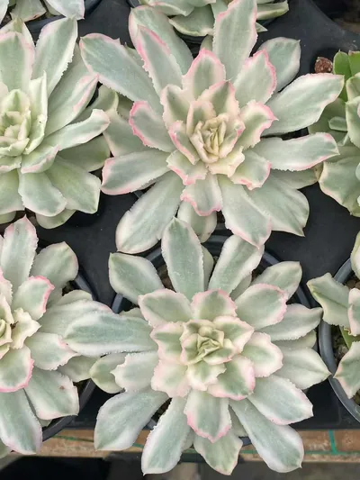 Purple Butterfly Variegated Single — photo 5 of 5