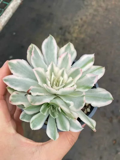 Purple Butterfly Variegated Single w/ Offsets — wholesale Echeveria from Yunnan, China