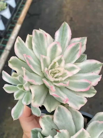 Purple Butterfly Variegated Single w/ Offsets — photo 2 of 4