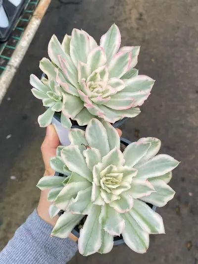 Purple Butterfly Variegated Single w/ Offsets — photo 3 of 4