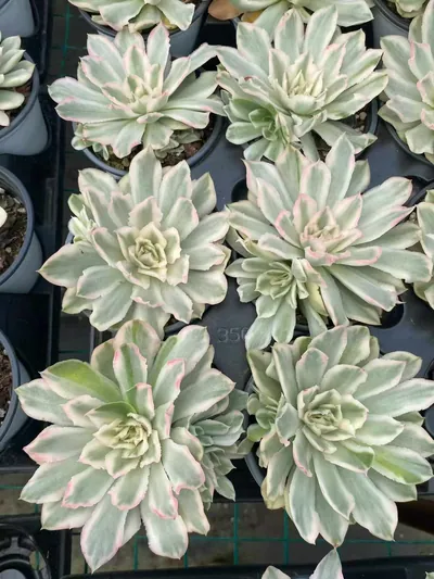 Purple Butterfly Variegated Single w/ Offsets — photo 4 of 4