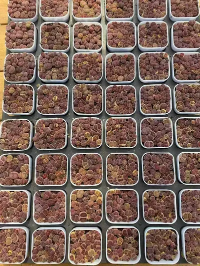 Echeveria Purple Chrysanthemum Cake succulent — wholesale export from Yunnan, China