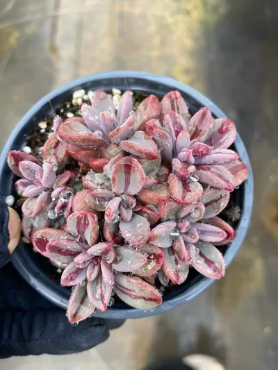 Purple Heart Variegated — wholesale Echeveria from Yunnan, China