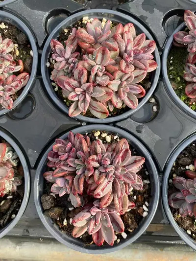 Purple Heart Variegated — photo 2 of 6