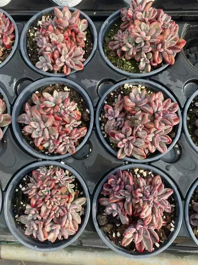 Purple Heart Variegated — photo 3 of 6