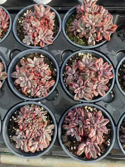 Purple Heart Variegated — photo 6 of 6