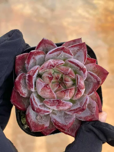 Purple Jade — wholesale Echeveria from Yunnan, China