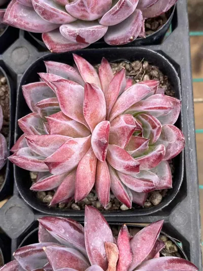 Purple Jade Twin-head — photo 2 of 4