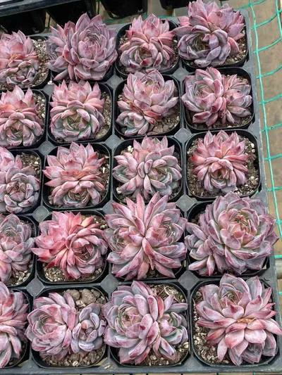 Purple Jade Twin-head — photo 3 of 4
