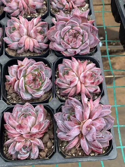 Purple Jade Twin-head — photo 4 of 4