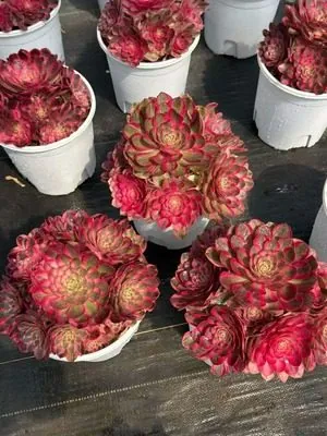 Aeonium 'Peerless Beauty' — wholesale Aeonium from Yunnan, China
