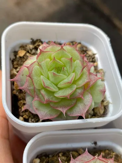 Queen Hybrid — photo 3 of 6
