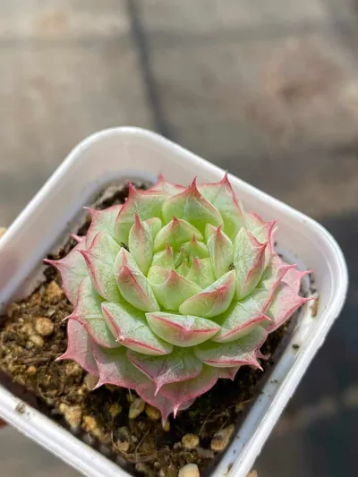 Queen Hybrid — photo 5 of 6