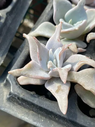 Queen's Crown — wholesale Echeveria from Yunnan, China