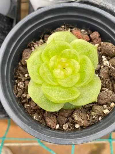 Radiant Jenny — wholesale Echeveria from Yunnan, China