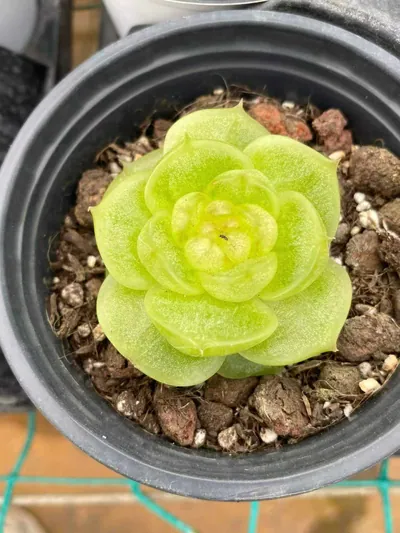 Echeveria Radiant Jenny succulent — wholesale export from Yunnan, China