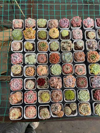 Rainbow Assortment — photo 1 of 6
