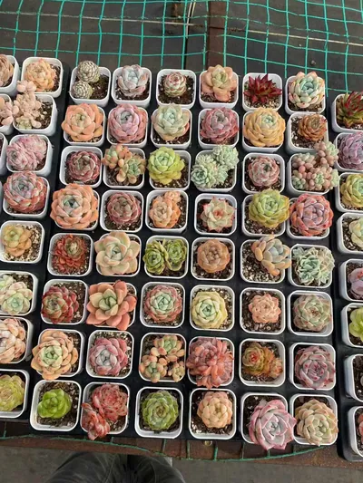Rainbow Assortment — photo 2 of 6