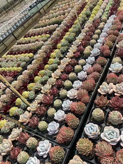 Rainbow Assortment (3 Trays) — photo 2 of 4