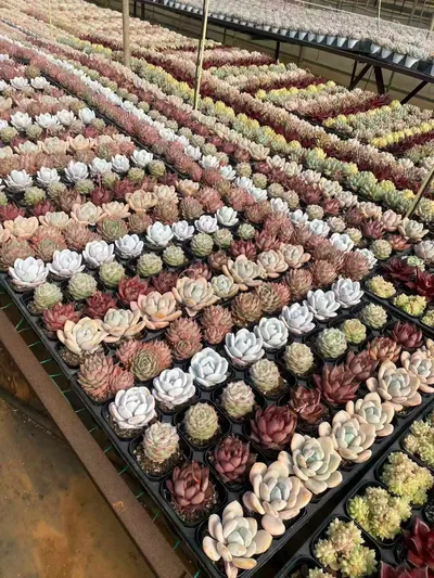 Rainbow Assortment (3 Trays) — photo 4 of 4