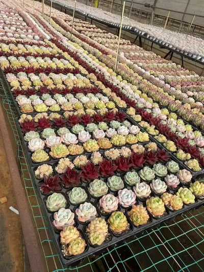 Echeveria Rainbow Assortment (3 Trays) succulent — wholesale export from Yunnan, China