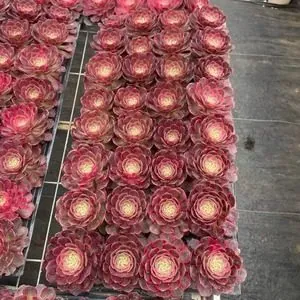 Aeonium Aeonium 'Red Cat' Plug Tray succulent — wholesale export from Yunnan, China